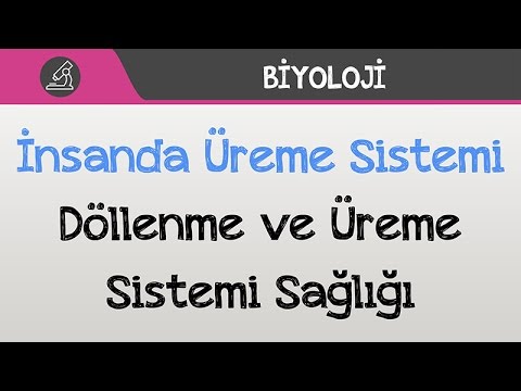 İnsanda Üreme Sistemi - Döllenme ve Üreme Sistemi Sağlığı