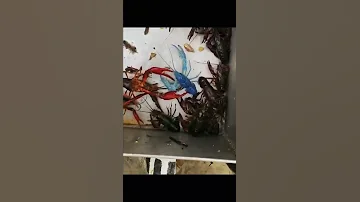 Синий Рак