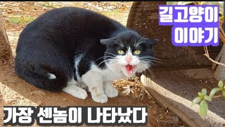 길고양이 이야기, 가장 힘센 놈이 나타났다, Stories of street cats, the strongest cat