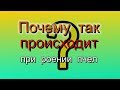 И такое может случиться при роении пчел