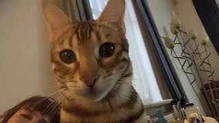 Rusty - Ifness Bengal Cattery by Ilona Koeleman-Lubbers 28 views 3 years ago 36 seconds