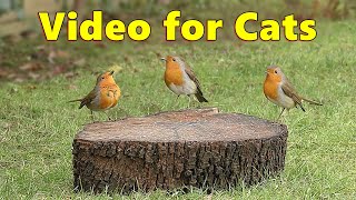 Videos for Cats ~ The Prettiest Birds for Cats to Watch ⭐ 8 HOURS ⭐ by Paul Dinning 33,363 views 1 month ago 8 hours, 4 minutes