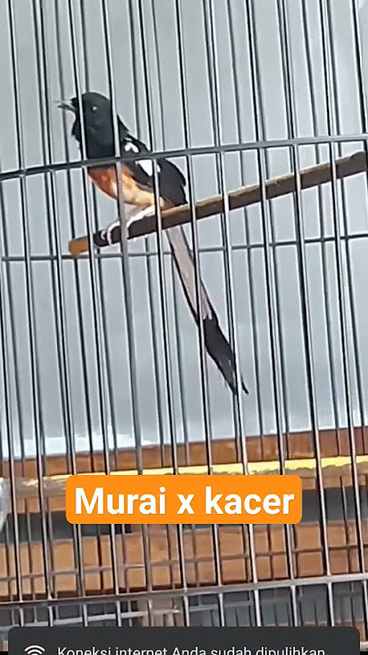 Murka gacor