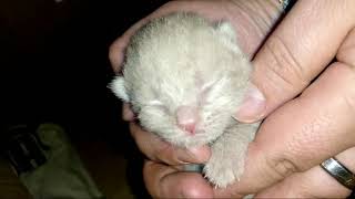 Новорожденный котенок - реальная жизнь. Семейное милое видео