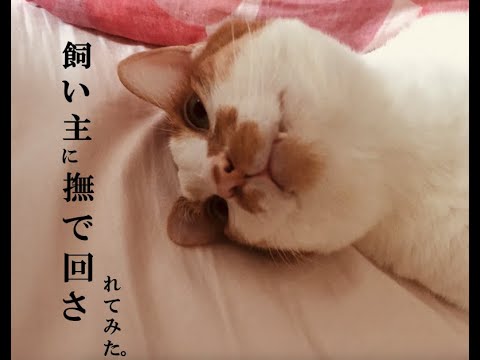 飼い主に撫で回されてみた[もふもふ猫/もふもふ毛/猫なでる/猫昼/おれ、ねこ]