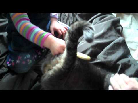 Video: 7 Karaniwang Mga Pinsala Sa Cat Tail