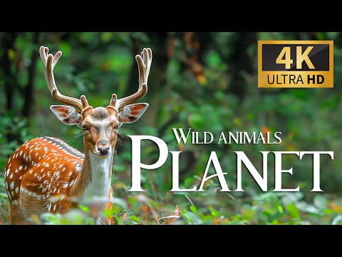 Wild Animals Planet Discovery Relaxation Beautiful Wildlife Movie with Relaxing Piano Music