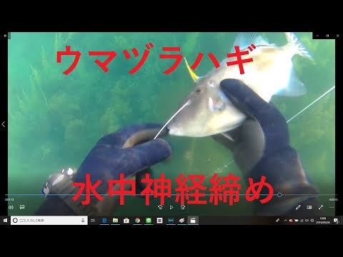 だるま丸の魚突き動画 ウマヅラハギ水中神経締めの巻 Youtube だるま丸の魚突き動画 ウマヅラハギ水中神経締めの巻 Youtube