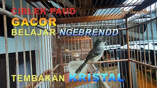 CIBLEK PAUD GACOR BELAJAR NGEBREN TEMBAKAN KRISTAL // Young Bar – Winged Prinia Bird Song