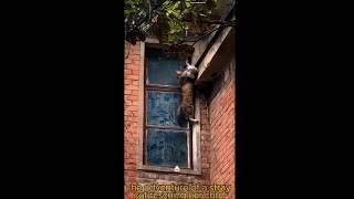 🐈🐈🐱🐱🫢So Breathtaking ~The Adventure Of A Stray Cat Rescuing Her Child by Qiu Share - cute & funny animals 3,179 views 11 months ago 6 minutes, 29 seconds