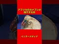 ［強すぎカナブン］アフリカのカナブンはレベルが違う ［ヘラクレスオオカブト］ #shortvideo #asmr