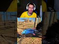 Aves Com O Canto Medonho Que Assusta Qualquer Um React Aves Com O Canto Medonho Que Assusta Qualquer Um React