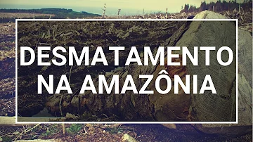 O que pode ser feito para reduzir o desmatamento na Amazônia?