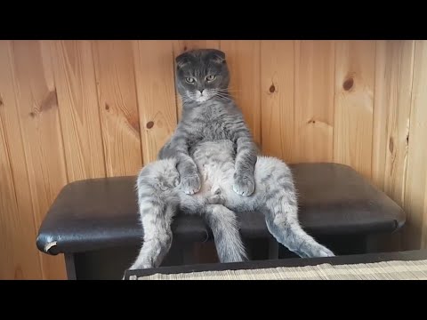 best-cat-videos-of-the-year-2017-|-pets-of-2017