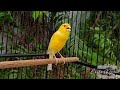 Terapi Kenari Agar Bisa Gacor Setiap Hari Jitu Untuk Masteran Kenari Paud Mp3 - Mp4 Download