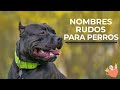 NOMBRES RUDOS para PERROS 💢🦴 ¡Originales e unicos, para HEMBRAS y MACHOS!