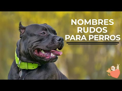 Video: Más de 100 nombres de perros serios para razas grandes, fuertes y aterradoras