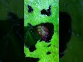 My shrimps are loaded with their eggs. #shrimp #shrimpbreeding
