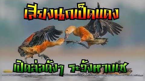 เสียงนกเป็ดน้ำ นกเป็ดเเดง เสียงต่อหมานๆ เปิดล่อดังๆ ระวังหาบเซ