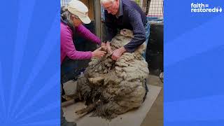 Sheep Rescued From Mountain Looks So Different Now | The Dodo Faith = Restored