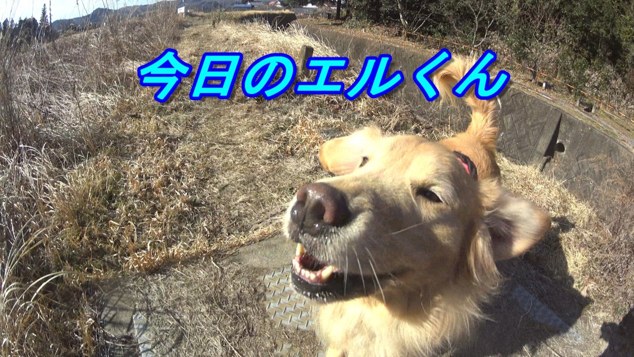 【新】　白柴犬、ゴールデンリトリバーお散歩動画