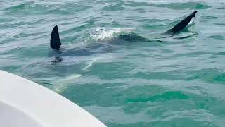 Hammerhead attack in Boca Grande pass