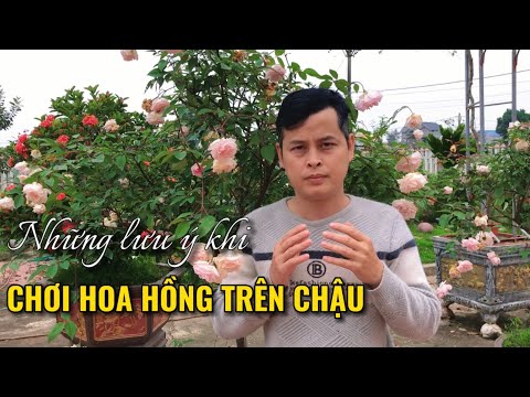 Video: Cây Hoa Chăn Trong Chậu: Cách Trồng Hoa Chăn Trong Chậu