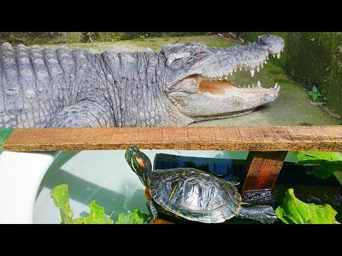 Một chiều nắng đẹp với rùa và cá sấu (a lovely afternoon with turtle and crocodile)