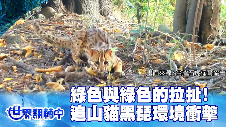 绿色与绿色的拉扯! 追“山猫.黑琵”环境冲击 世界翻转中 20220821 - 天天要闻