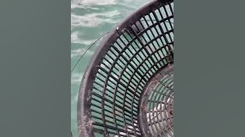 Câu cá vầu tại Vân đồn quảng ninh