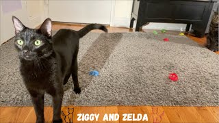 FLYING DISC PET TOY SET Amazon Review. Only $5!!!  Ziggy and Zelda