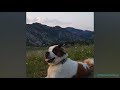 St. Bernards being the cutest and funniest dogs for 6 minutes straight