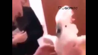 VID-20160301-WA0036.mp4