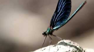 Dragonfly by Paweł Pawlicki 24 views 9 years ago 11 seconds