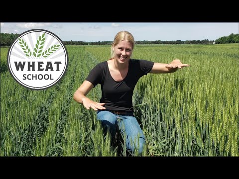 Video: När odlas höstvete?
