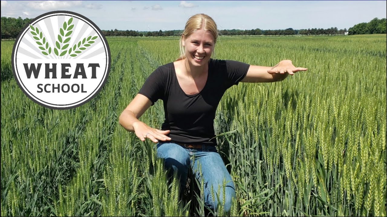 Wheat School How planting date impacts winter wheat physiology and