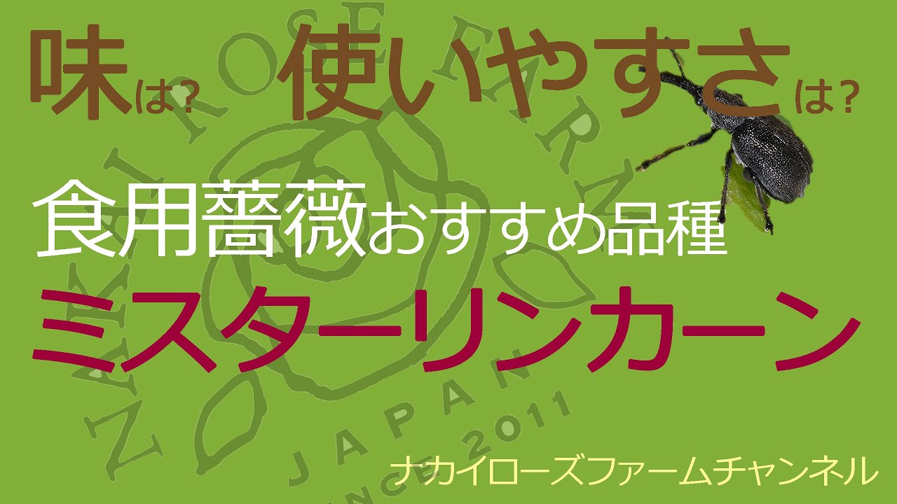 フレンチに イタリアンに パーティーにイチオシ 食用薔薇おすすめ品種紹介 ミスターリンカーン Nakai Rose Farmチャンネル Youtube