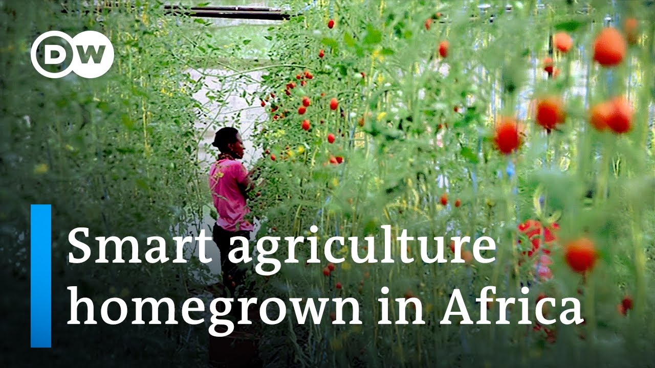 Could greenhouse farming be the answer for Africa’s food security? | DW News