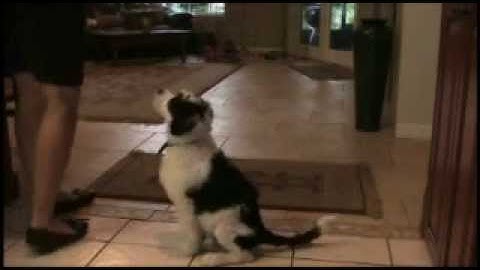 Life Lessons for My Puppy - Lesson 4