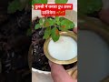 Be Sure To Add Raw Milk To Tulsi Motivationalvideo Tulsimata Poojakiduniya50 