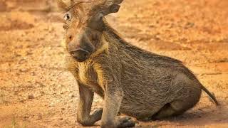 Warthog Facts  Interesting Facts about Warthog  Facts about Warthog