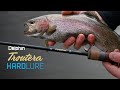 Delphin TROUTERA HardLure
