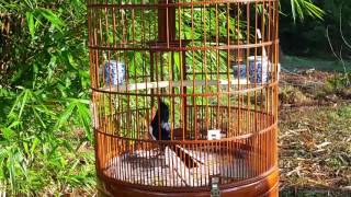 Download Lagu Magpie Robin Vietnam MP3