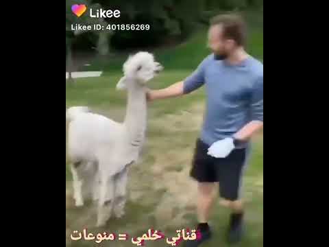 لامه مضحكه اشترك لن تندم