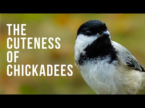 The Cuteness of Chickadees