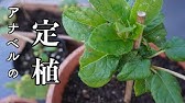 アジサイ アナベル 挿し木苗も春の芽吹きです Youtube アジサイ アナベル 挿し木苗も春の芽吹きです Youtube