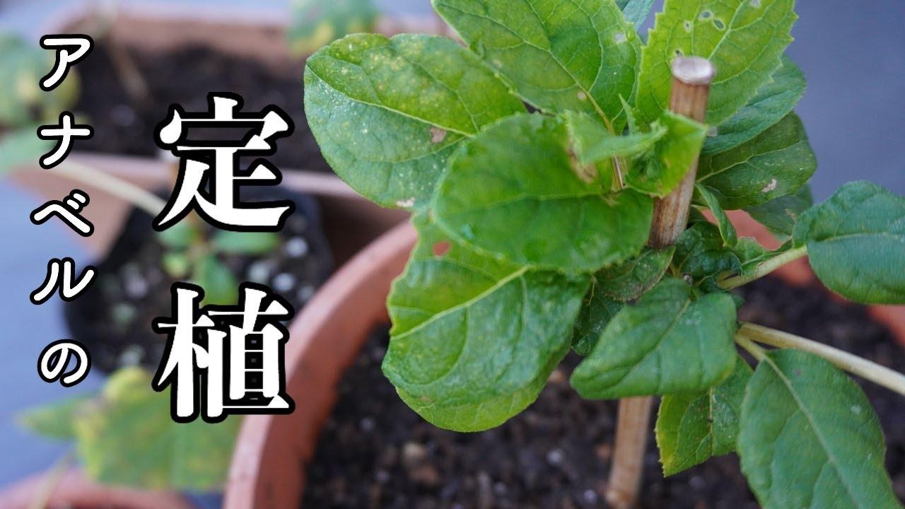 挿し木したアジサイアナベルを植え替え 鉢植えと地植えにしました Youtube