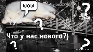 Что у нас нового и ответы на вопросы