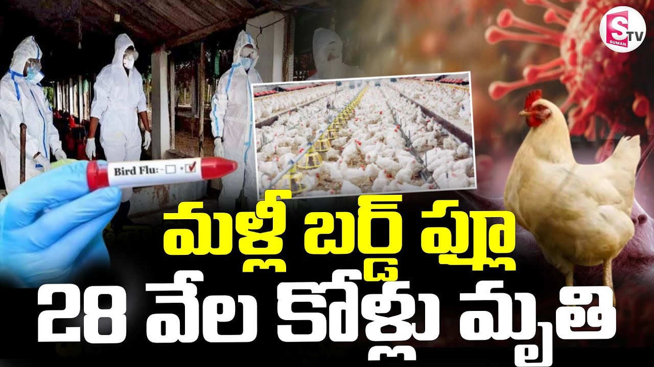 Bird Flu Panic In Andhra Pradesh | మళ్లీ బర్డ్ ఫ్లూ || Latest News ...