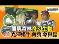 《台灣超經典》【勇闖蘭嶼魔幻森林  尋找天使與魔鬼 / 藍海中的天然冷泉池  野銀秘境探訪 / 絶美 蘭嶼世界級潛點 】 台灣第一等